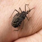 HT7. These bugs come out at nighttime, and attacking victims, they silently kill or leave them with a lifelong infection