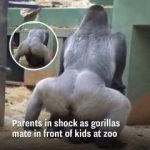 HT7. Parents Are Horrified When 2 Gorillas Get Busy In Front Of The Kids.